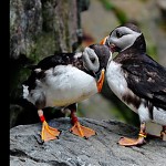 Atlantic Puffin. 